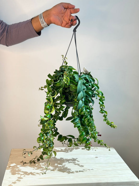 Aeschynanthus Rasta - Lipstick Plant