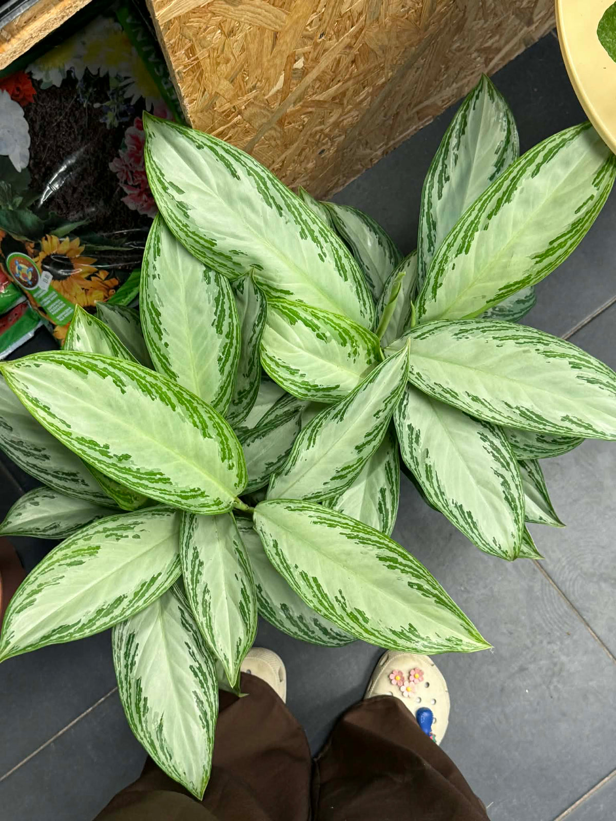 Aglaonema Silver Bay - Indoor House Plant - نباتات منزلية داخلية