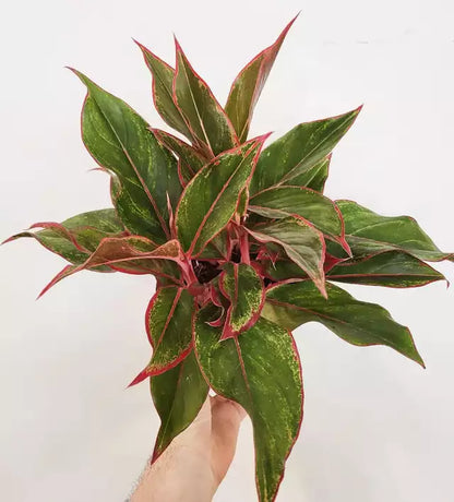 Aglaonema Siam Aurora - Indoor House Plant - نبات داخلي