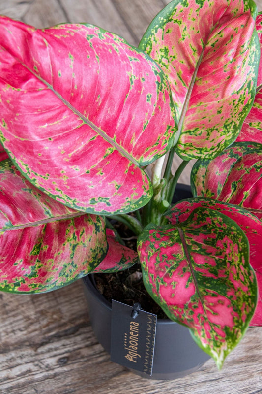 Aglaonema Red Joy Kuwait