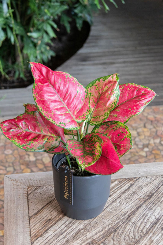 Aglaonema Red Joy Kuwait
