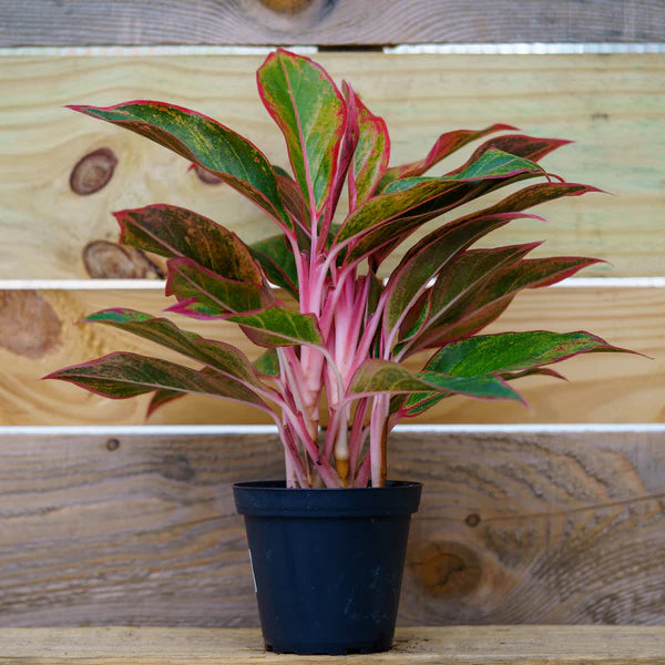 Aglaonema Siam Red