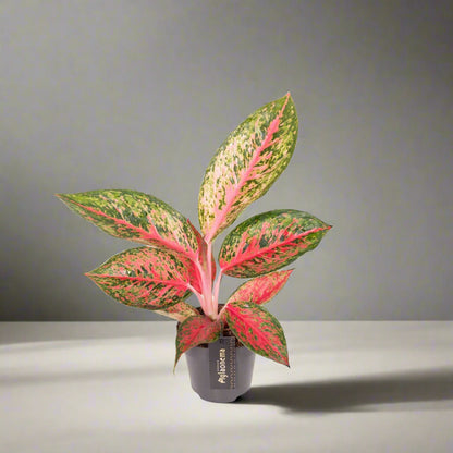 Aglaonema lychee red
