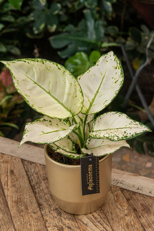 Aglaonema white joy 