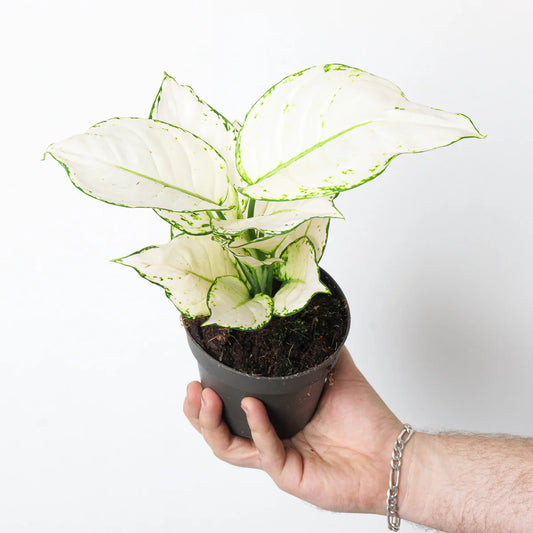 Aglaonema white joy 