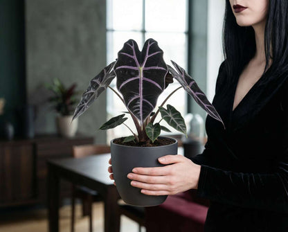 Alocasia Longiloba 'Purple Vein'  - Rare Indoor House Plant - نبات داخلي