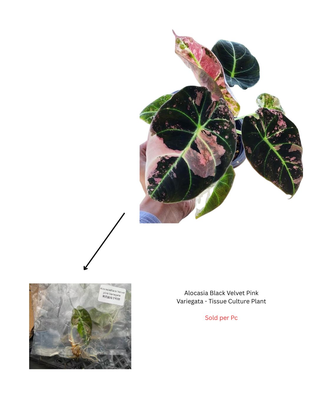 Alocasia Black Ve...