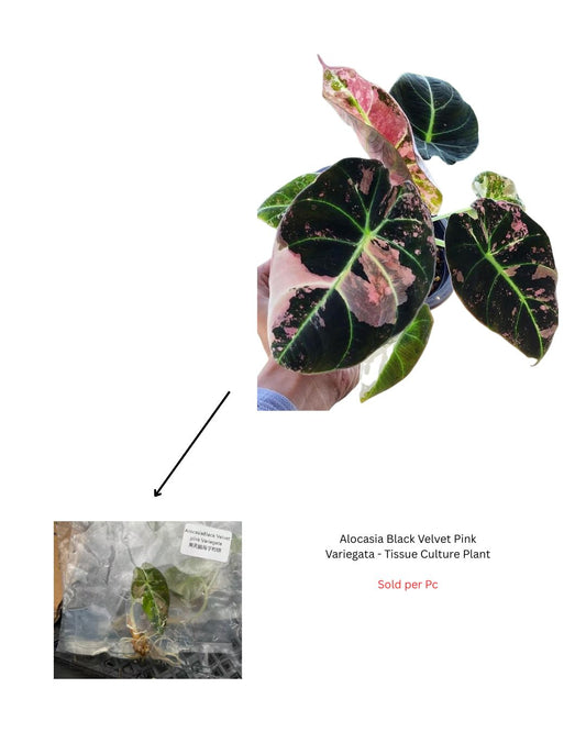 Alocasia Black Velvet Pink Variegata - Tissue Culture Plant - Rare Indoor Plant - نبات داخلي