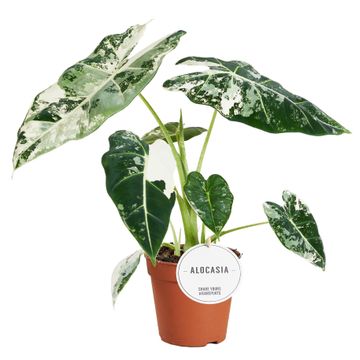 Alocasia Frydek Variegata - Rare Indoor House Plant - نبات داخلي