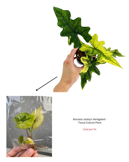 Alocasia Jacklyn Variegated - Tissue Culture Plant - Rare Indoor Plant - نبات داخلي