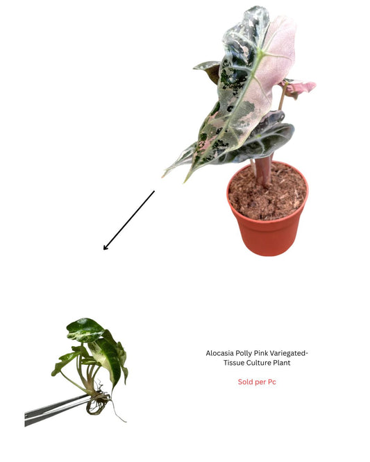 Alocasia Polly Pink Variegated - Tissue Culture Plant - Rare Indoor Plant - نبات داخلي