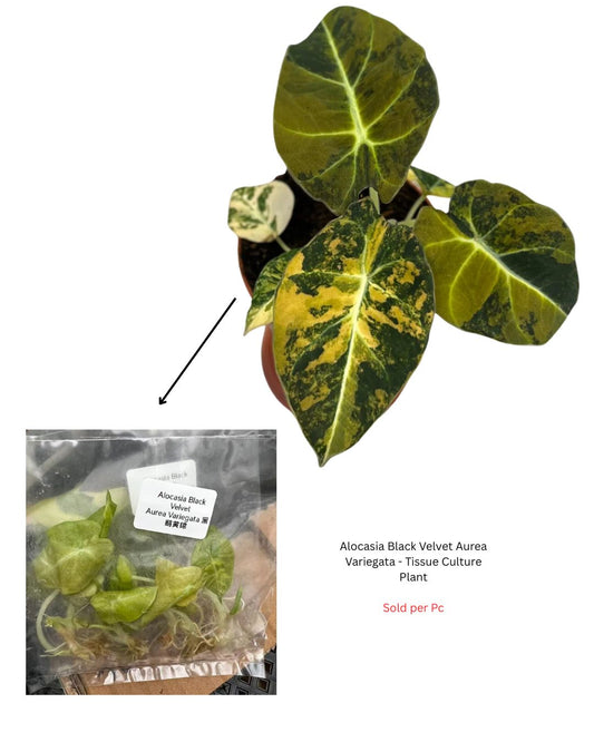 Alocasia Black Velvet Aurea Variegata - Tissue Culture Plant - Rare Indoor Plant - نبات داخلي