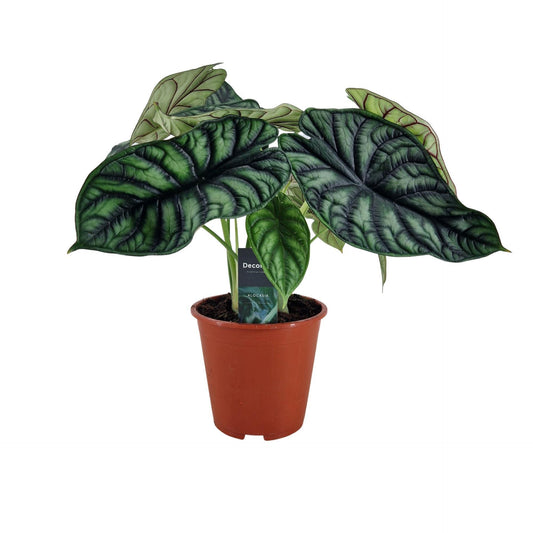 Alocasia Dragon - Indoor House Plant