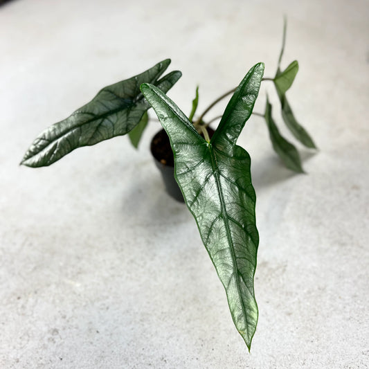Alocasia Heterophilla Corazon 