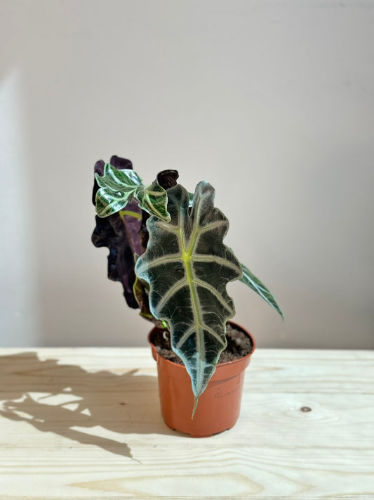 Alocasia Polly - Rare Indoor House Plant - نبات داخلي