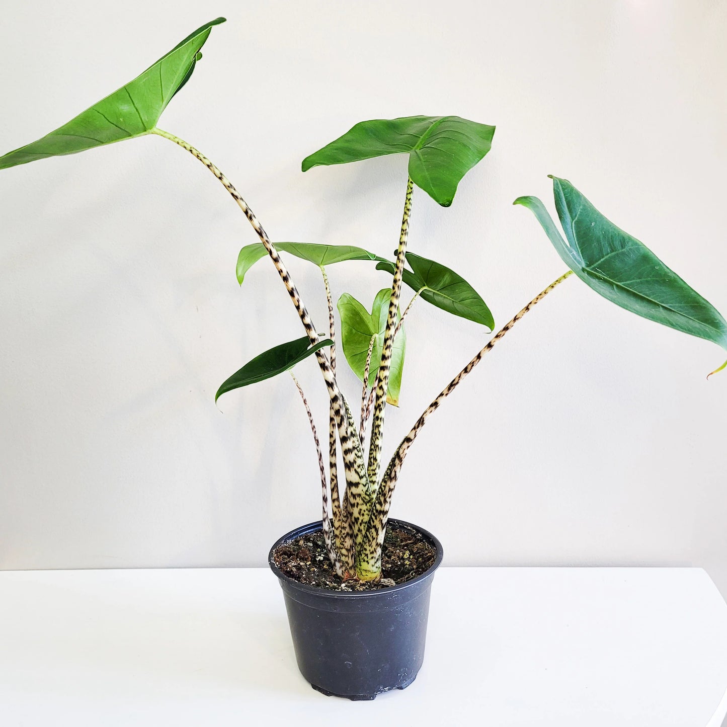 Alocasia Zebrina