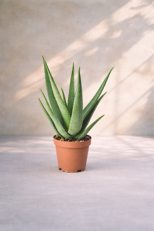 Aloe Vera Plant - Organic Plant - صبار الوفيرا