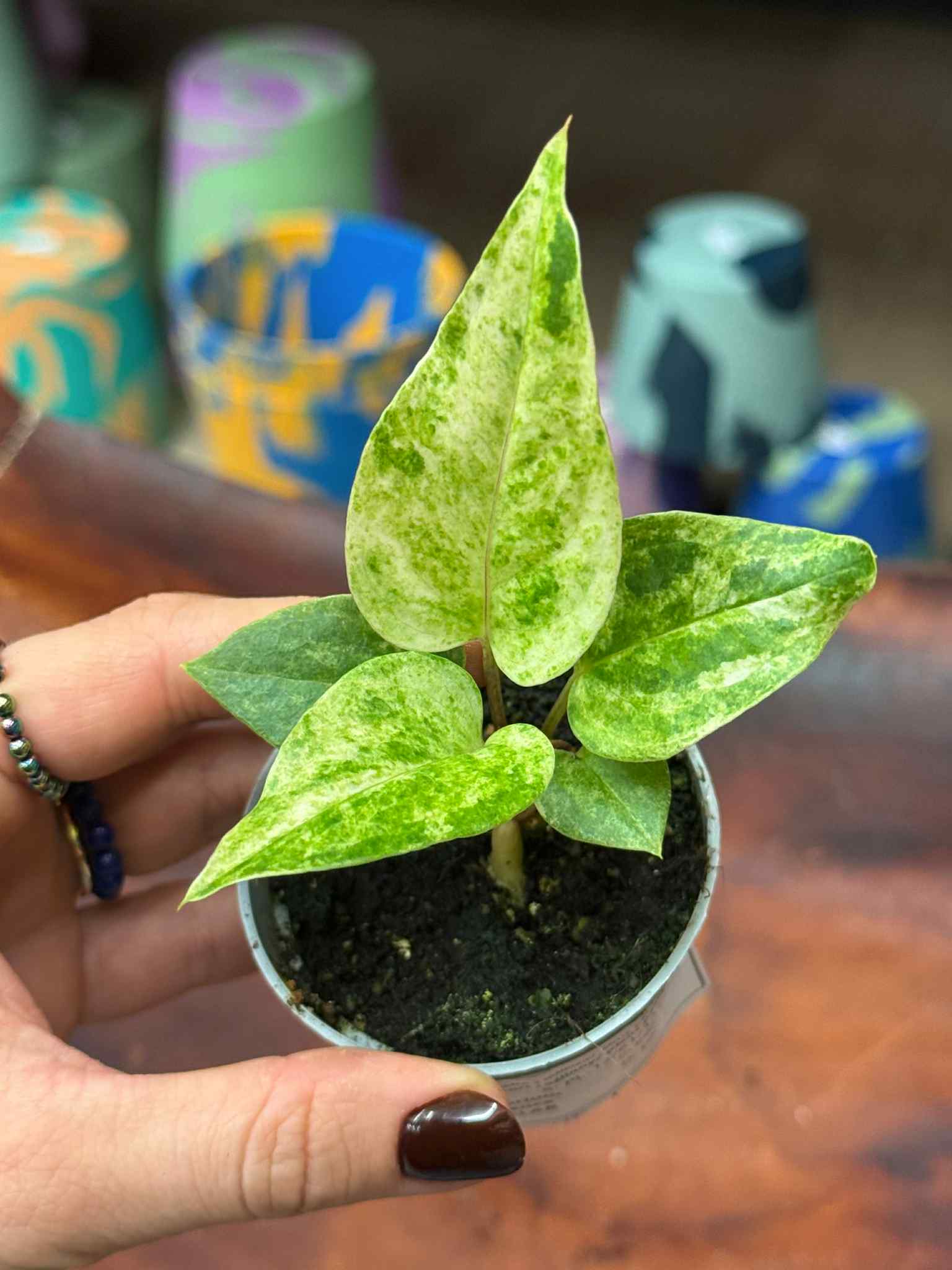 Anthurium Renaiss...