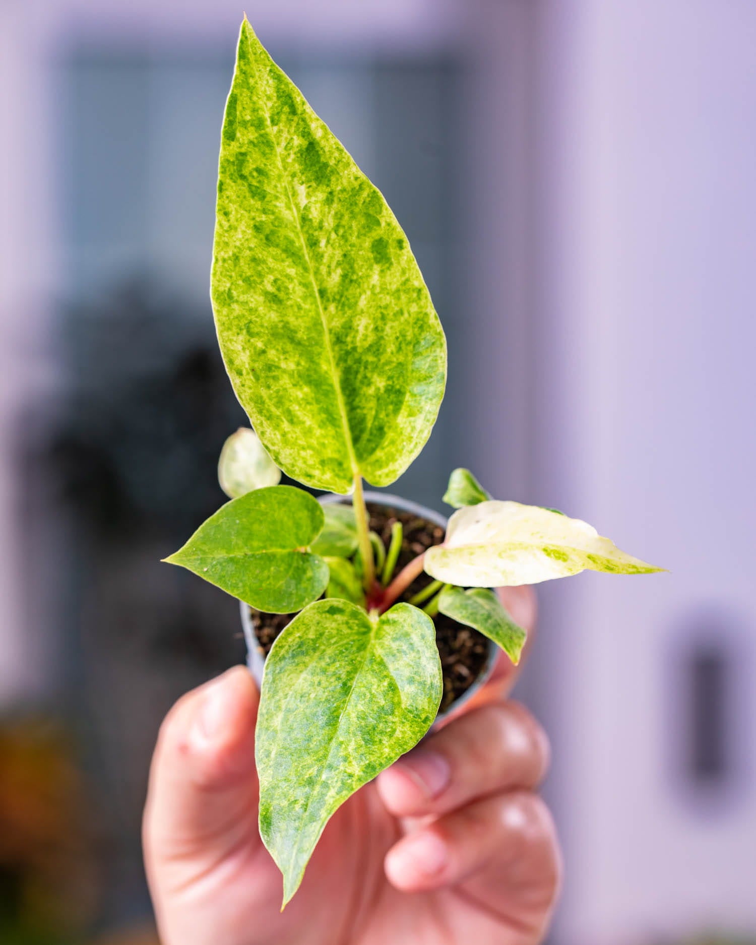 Anthurium Renaiss...