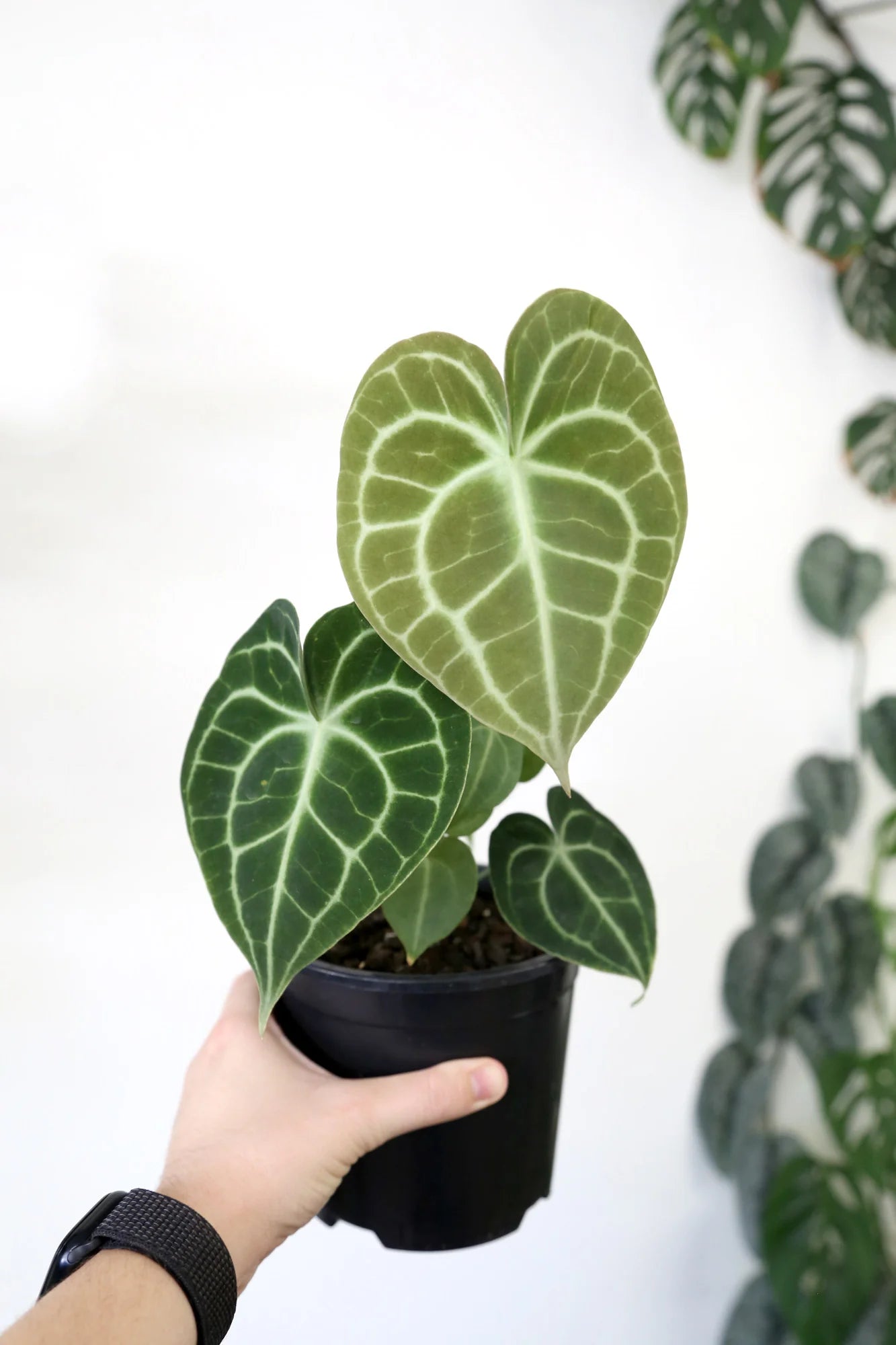 Anthurium Clarinervium - Rare Indoor House Plant - نبات داخلي