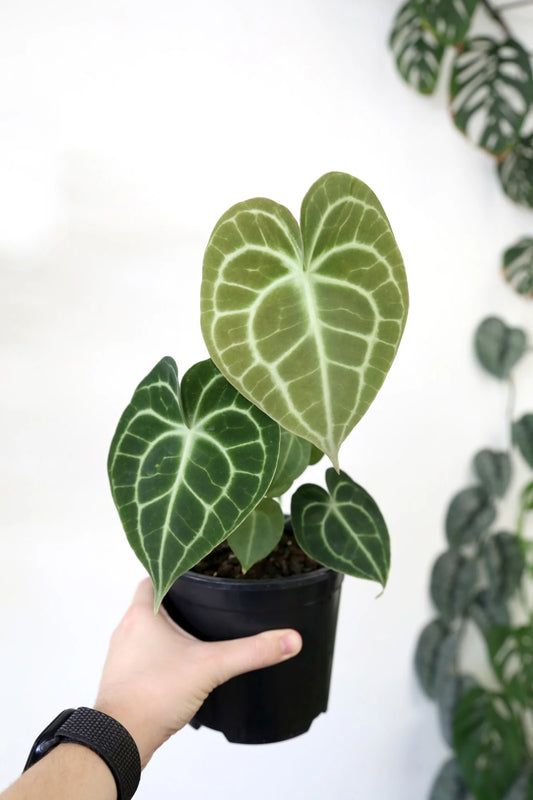 Anthurium Clarinervium - Cozy Living Room Tabletop 35cm