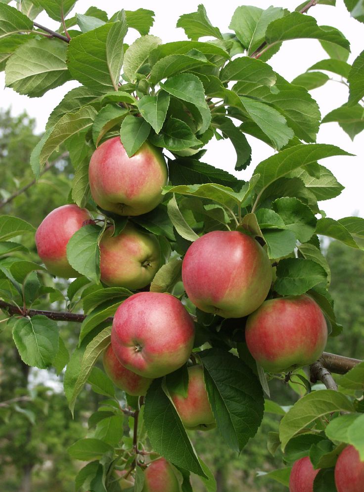 Apple Fruit Tree - Malus Domestica Delcorf - شجرة التفاح – Plant And 