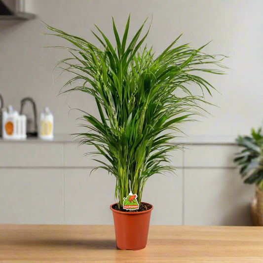 Areca Palm - Dypsis Lutescens - Indoor House Plant