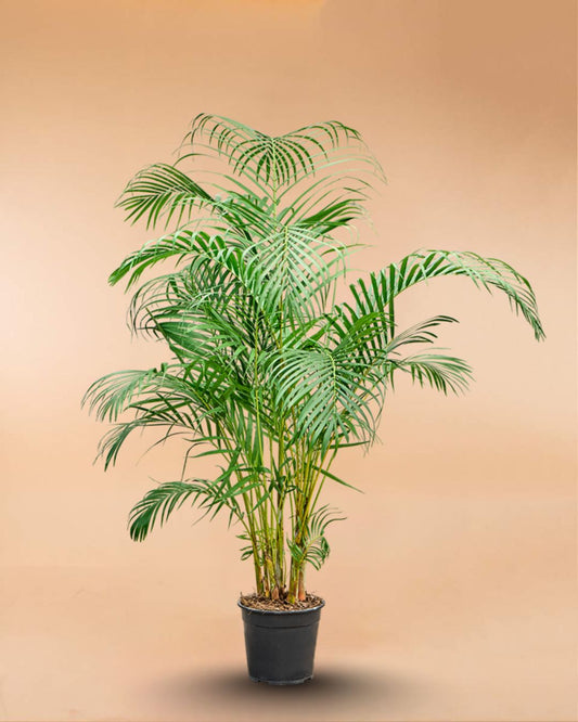 Areca Palm 160cm