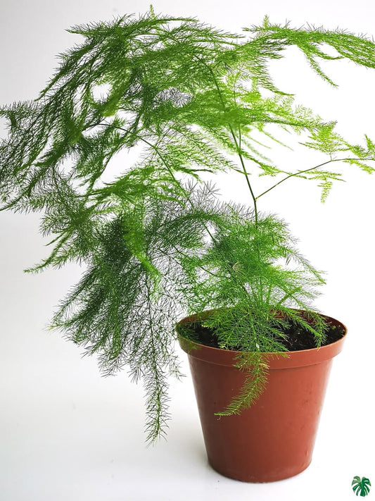 Asparagus Plumosa - Asparagus Fern - Indoor Plant - نبات داخلي
