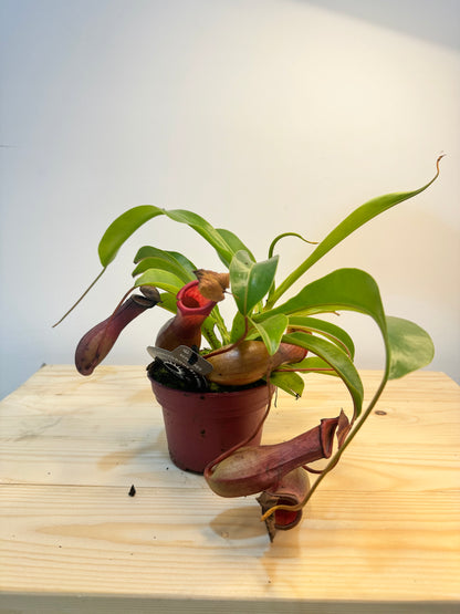 Nepenthes Plant - Carnivorous Plant - Insect Eating Plant - Indoor Plant