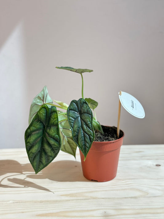 Alocasia Dragon Scale - Rare Indoor House Plant - نبات داخلي