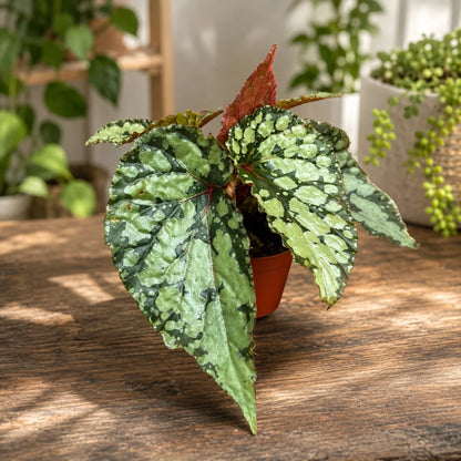 Begonia Lucifer - Rare Indoor Plant - نبات داخلي