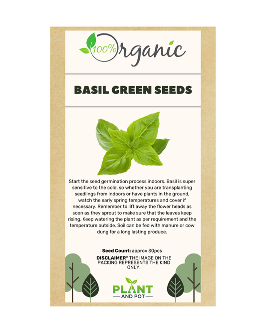 Basil Green Seeds - Organic Garden Seeds - بذور الريحان الخضراء