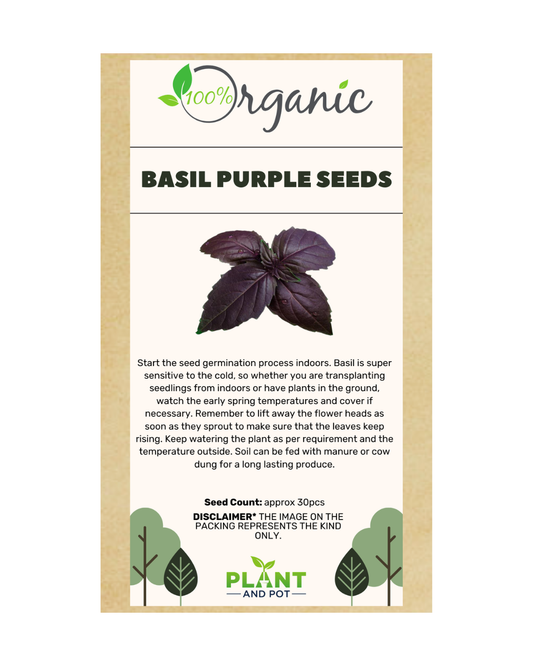 Basil Purple Seeds - Organic Garden Seeds - بذور الريحان الأرجواني