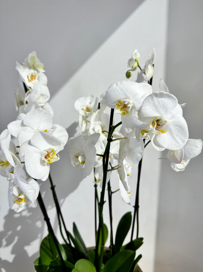 White Orchid Plant Bunch in Rose Gold Ceramic - نبات الأوركيد - Phalaenopsis