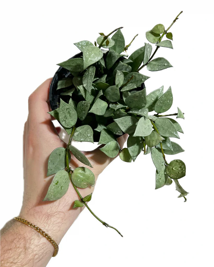 Hoya Krohniana Es...