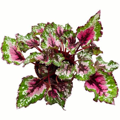 Begonia Beleaf Alaska Creek – Indoor House Plant | نبات داخلي