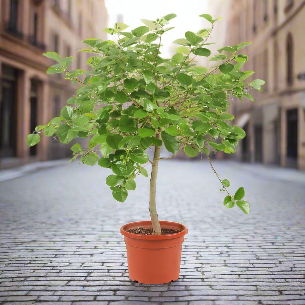 Bambar Tree - Cordia Myxa - شجرة البمبر