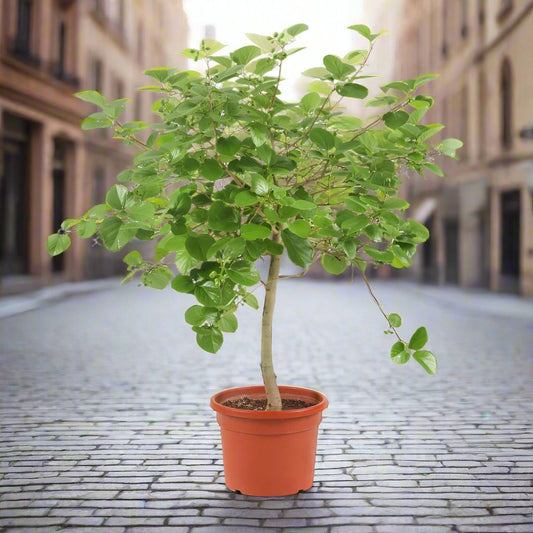 Bambar Tree - Cordia Myxa - شجرة البمبر