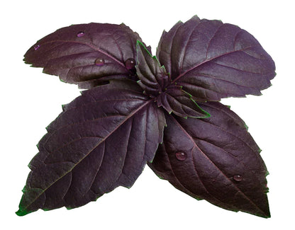 Basil Purple Seeds - Organic Garden Seeds - بذور الريحان الأرجواني