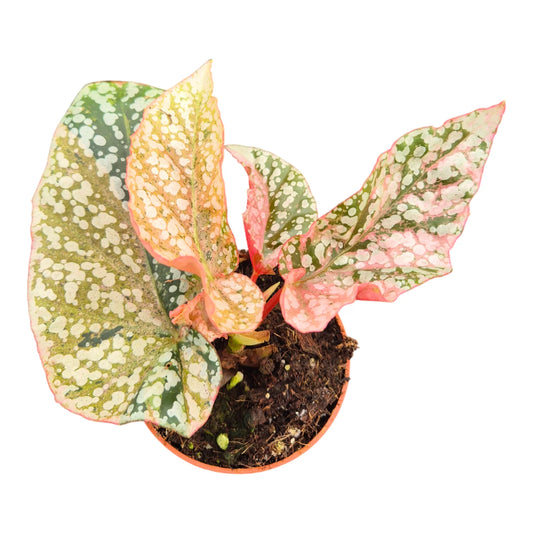 Miniature Begonia Snowcap Variegata on a tabletop