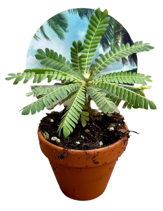Biophytum Sensitivum - Indoor House Plant - نبات داخلي