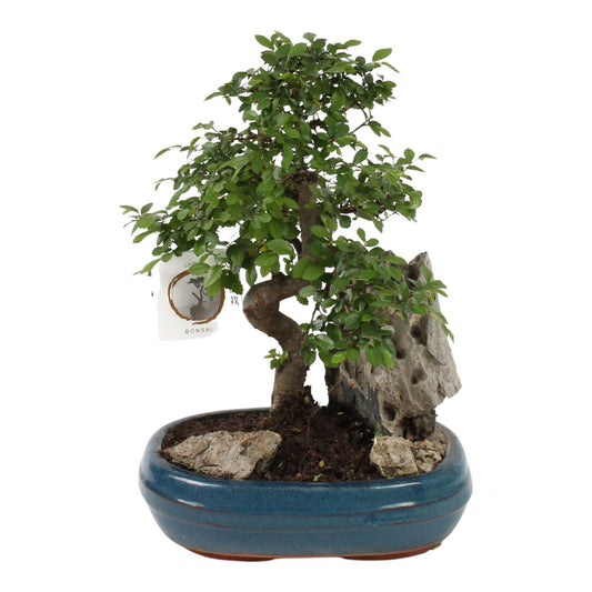 Bonsai Mixed With Rock - Indoor House Plant - نبات داخلي