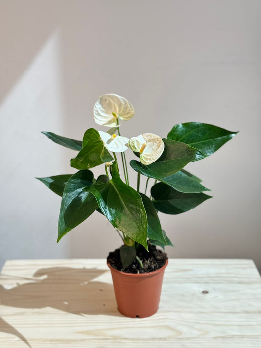 Anthurium White - Indoor Flowering  House Plant - نبات داخلي