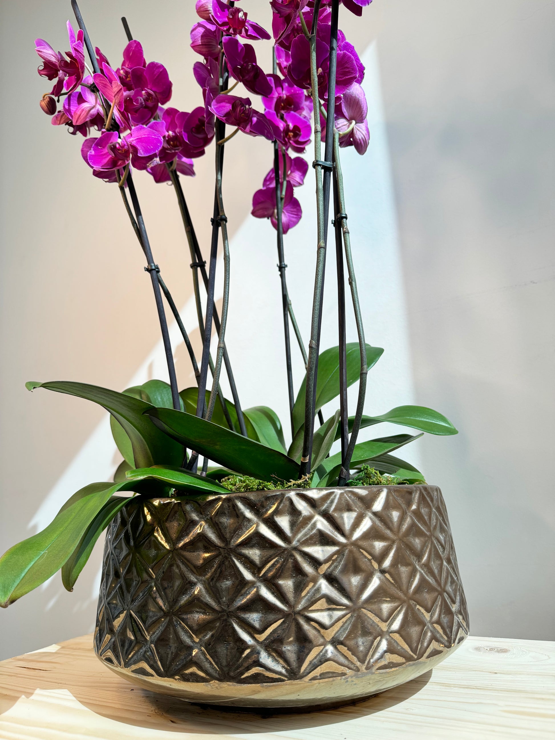 Purple Orchid Plant Bunch in Rose Gold Ceramic - نبات الأوركيد - Phalaenopsis