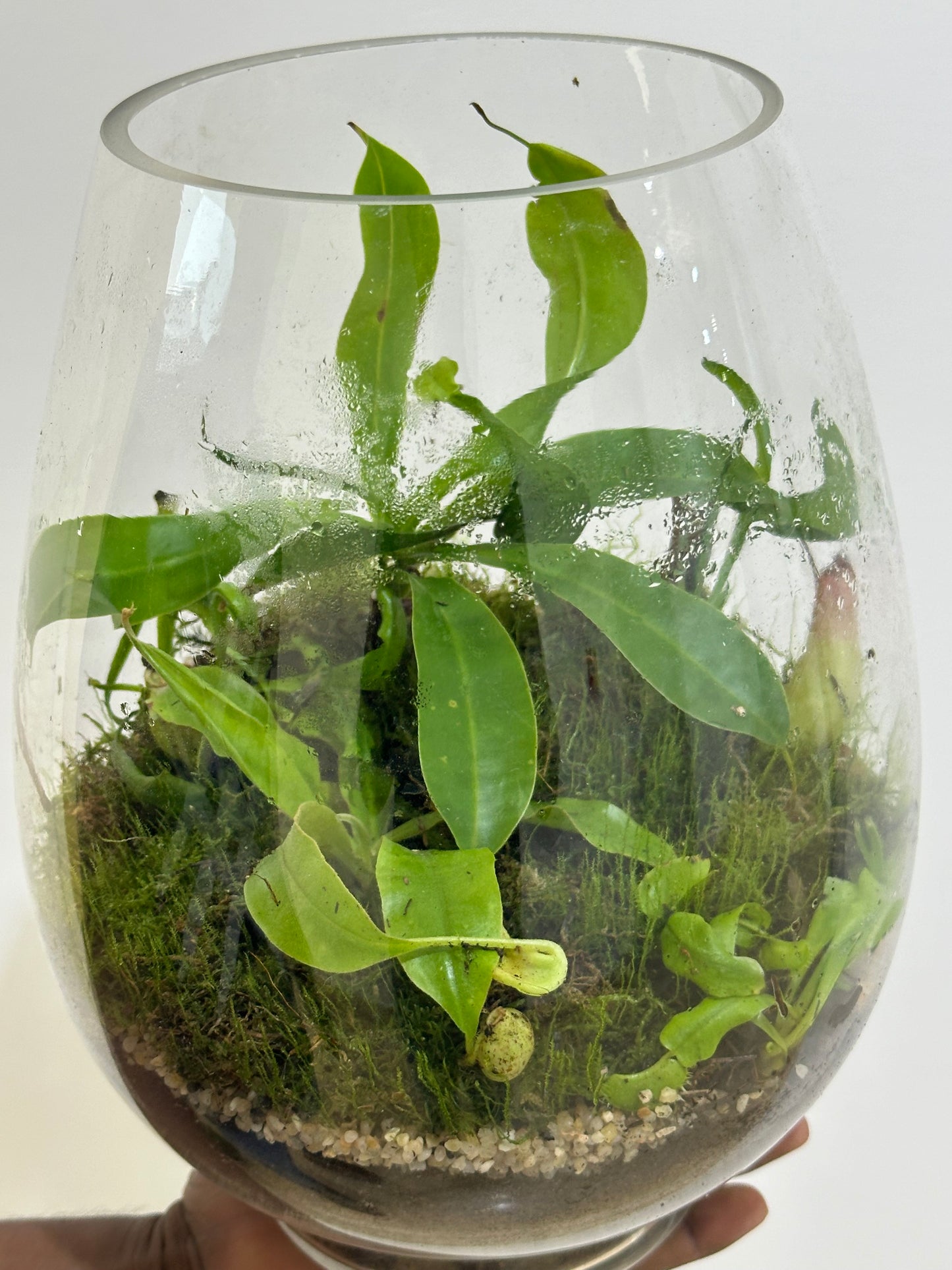 Nepenthes - Carnivorous Plant - Insect Eating Plant Terrarium