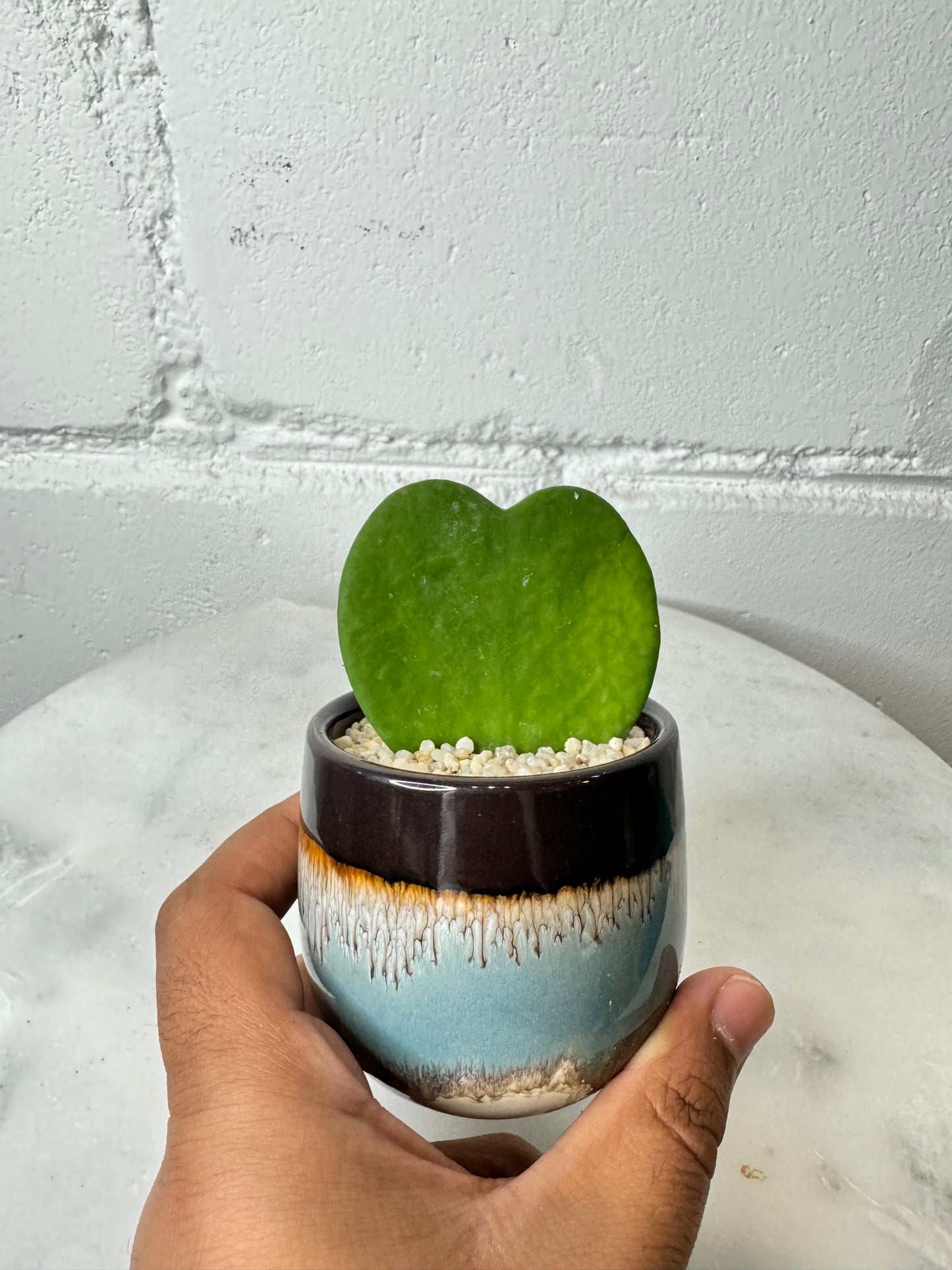 Hoya Kerrii - Heart Shape Plant - Ceramic Pot