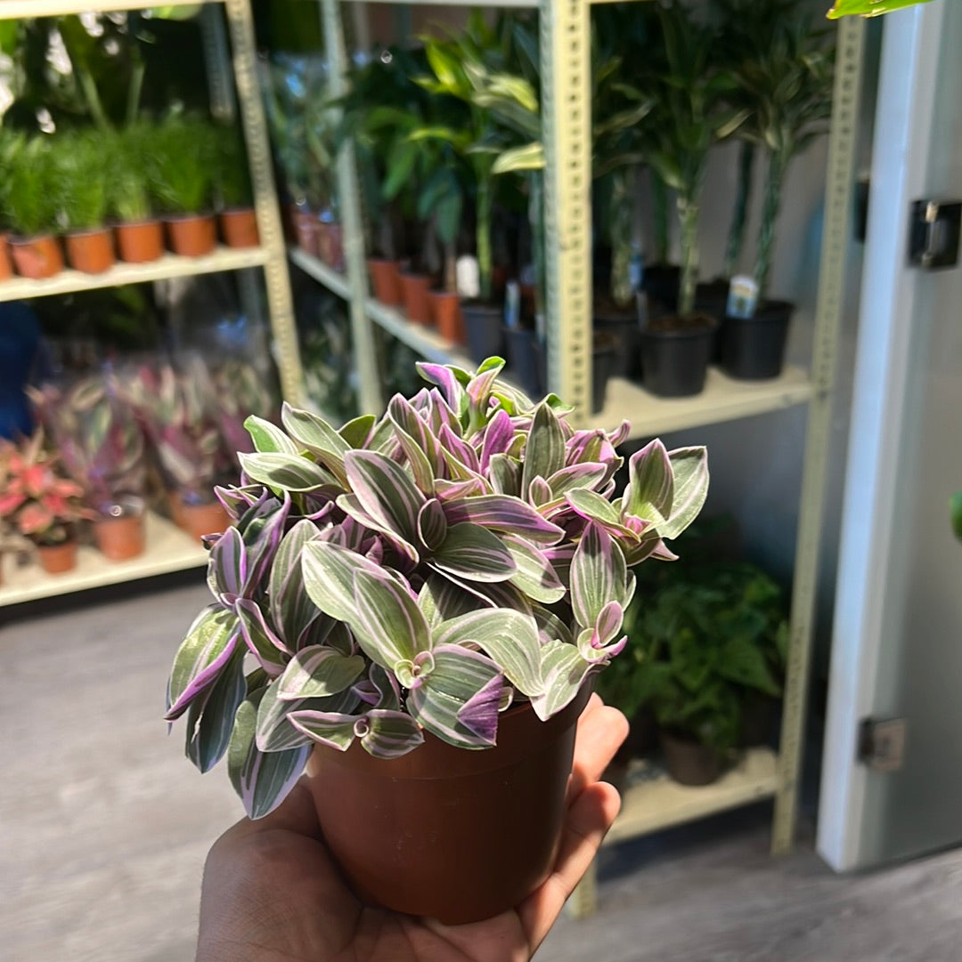 Tradescantia Cer. Sweetness - Indoor House Plant - نبات داخلي