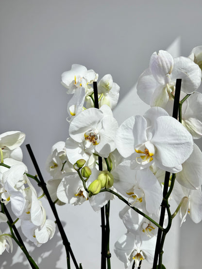 White Orchid Plant Bunch in Rose Gold Metal Pot - نبات الأوركيد - Phalaenopsis