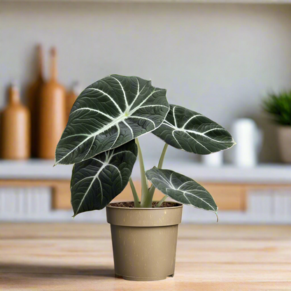 Alocasia Reginula Black Velvet - Rare Indoor House Plant - نبات داخلي